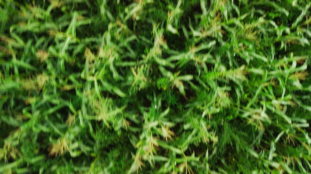 Aerial View Flying Over Lush Green Cornfield
