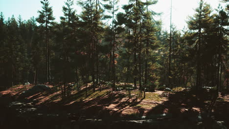 bosque de pinos nórdicos en la luz de la tarde