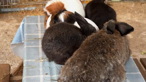 Adorable-domestic-animals-like-rabbits-and-guinea-pigs-at-educational-community-farm-with-cages-in-background