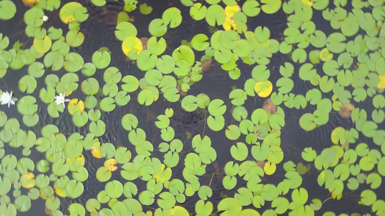 UHD top down drone 360 splin of Lily pads on a lake in Ontario Canada