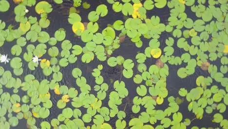 uhd top down drone 360 splin of lily pads on a lake in ontario canada