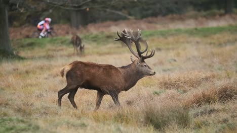 red deer antler stag profile acting territorially cyclists in the background slow motion