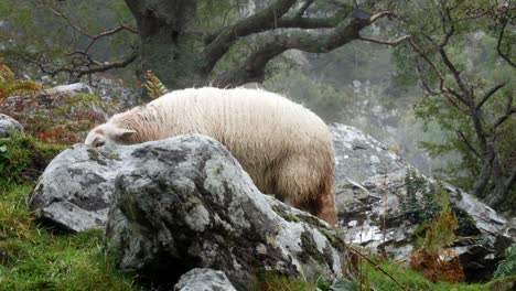 Schafe-Grasen-Hinter-Felsigen,-Nebligen,-Grasbewachsenen-Bergen,-Nasser-Landschaft,-Wildnis,-Langsam,-Dolly-Links