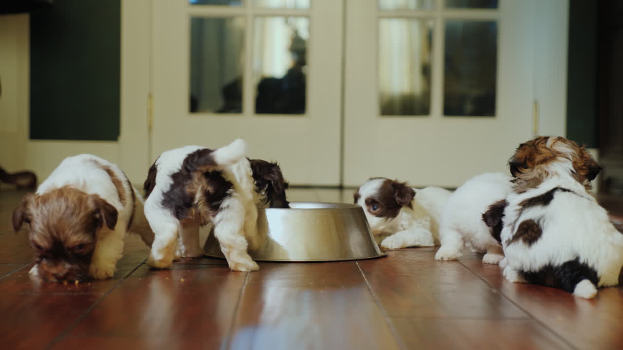 한 무리의 재미있는 강아지들이 금속 그릇에서 즐겁게 뛰어다니며 몸을 문지릅니다.
