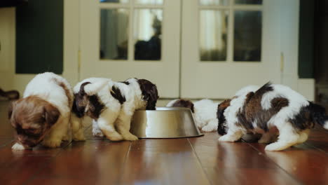 A-Group-Of-Fun-Puppies-Eats-From-A-Metal-Bowl-Running-Joyfully-And-Rubbing-Around-Themselves