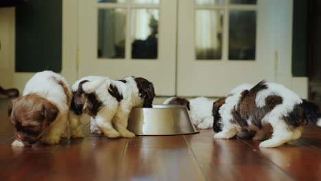 a group of fun puppies eats from a metal bowl running joyfully and rubbing around themselves