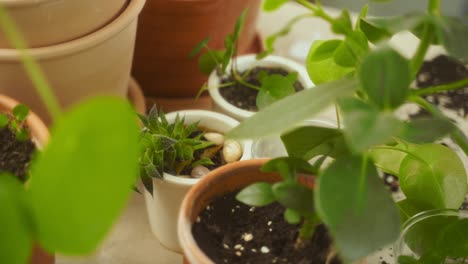 Crop-gardener-picking-plant-on-table