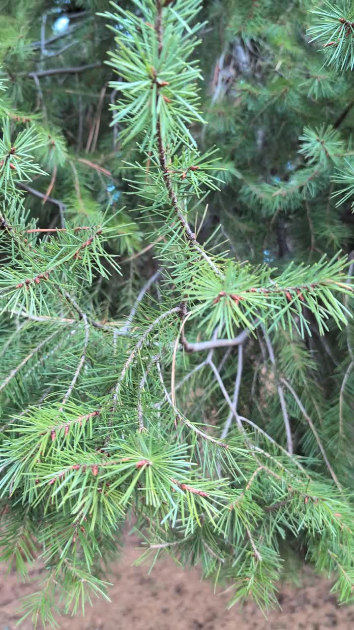 Lenta panoramica a destra su aghi di pino e rami sovrapposti, catturando la tessitura fine e il movimento delicato. Dettaglio sempreverde naturale con un'atmosfera calma e silenziosa all'aperto.