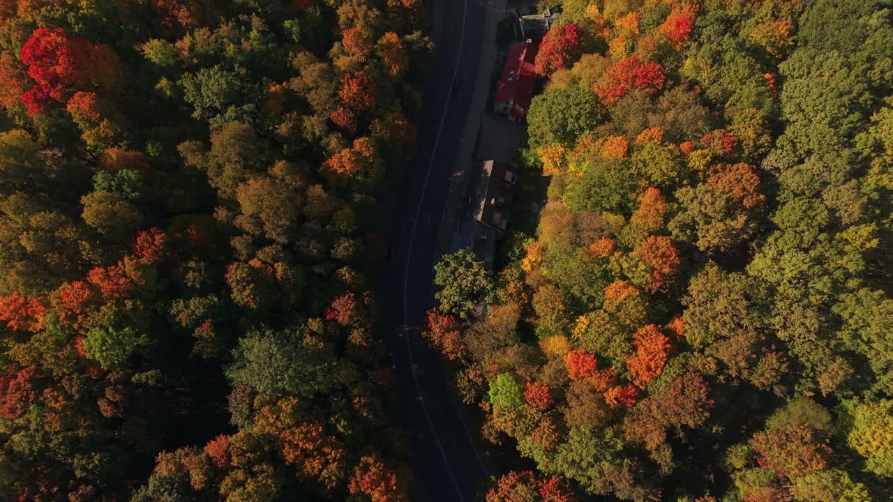Aerial top-down view of colorful autumn foliage and a road winding through a residential area in Kaunas, Lithuania. Bright trees and rooftops create a vibrant seasonal scene