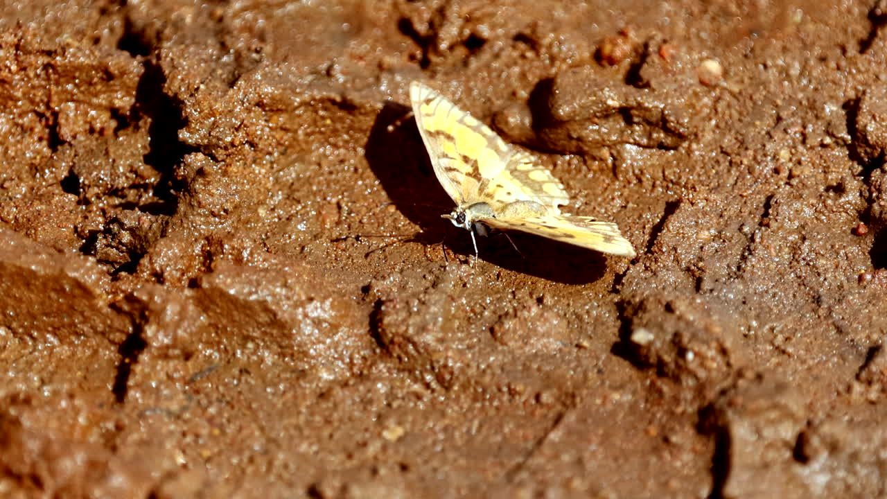 Yellow butterfly with black markings mud puddling in wet soil, close-up