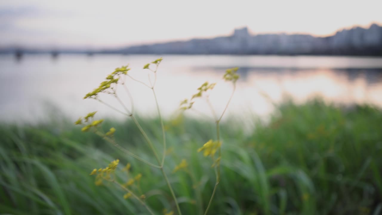 Yellow flowers emerging from long grass sway in the breeze, in front of a view of a large river and cityscape.