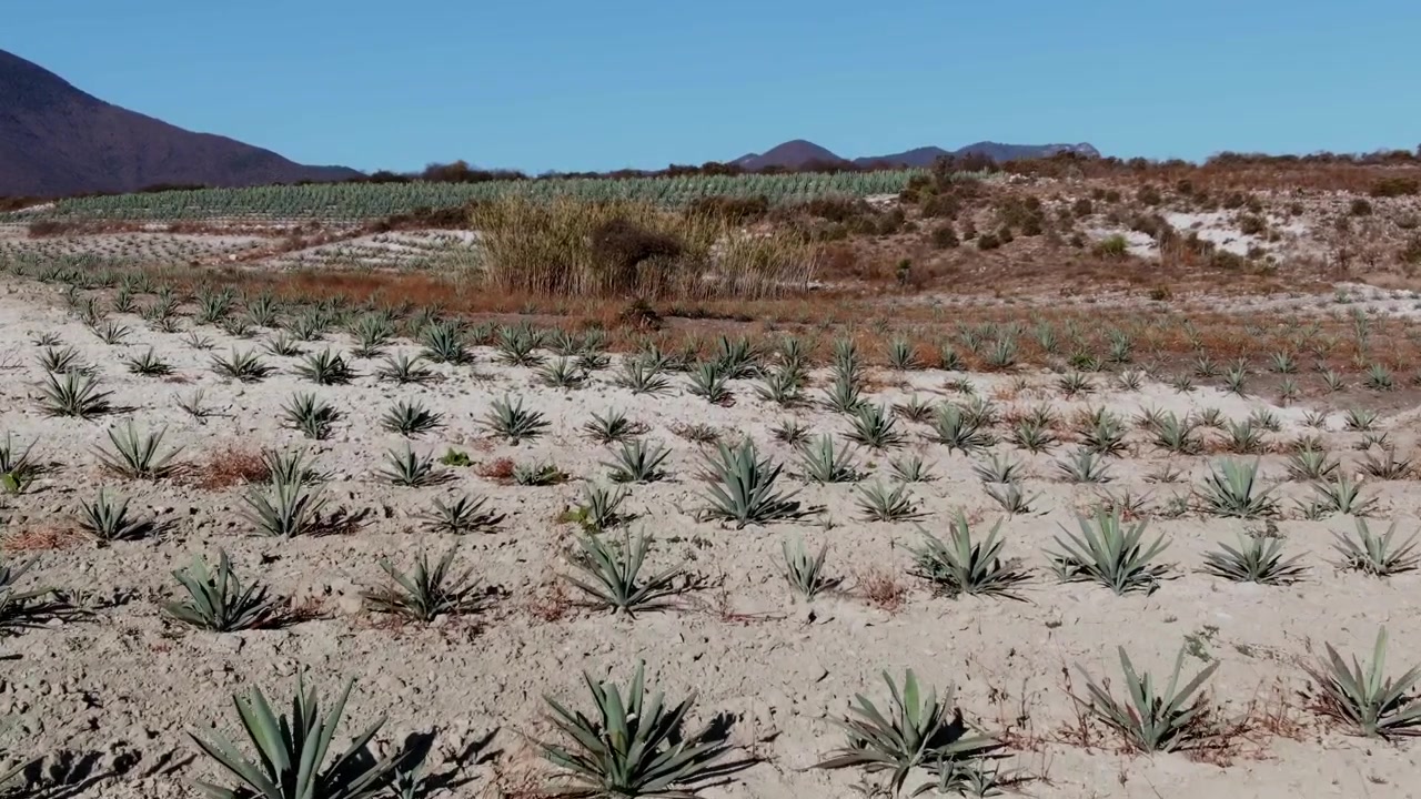 Ampio paesaggio che mostra una piantagione di agave con strada sterrata, vegetazione secca e catena montuosa a Oaxaca, Messico, sotto un cielo azzurro e limpido durante una giornata di sole.