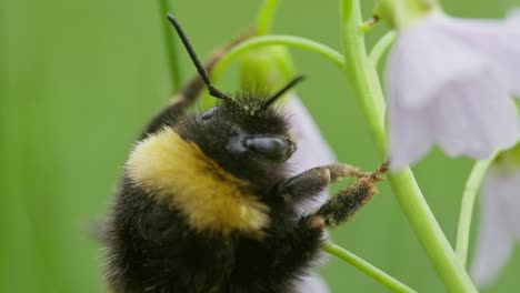 macro de abejorro descansando en el tallo de una flor silvestre, con antenas que se mueven lentamente