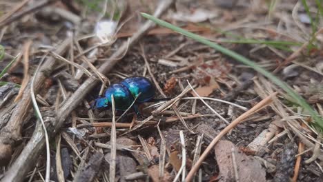 close up bluish black manure dung tumblebug beetle-1