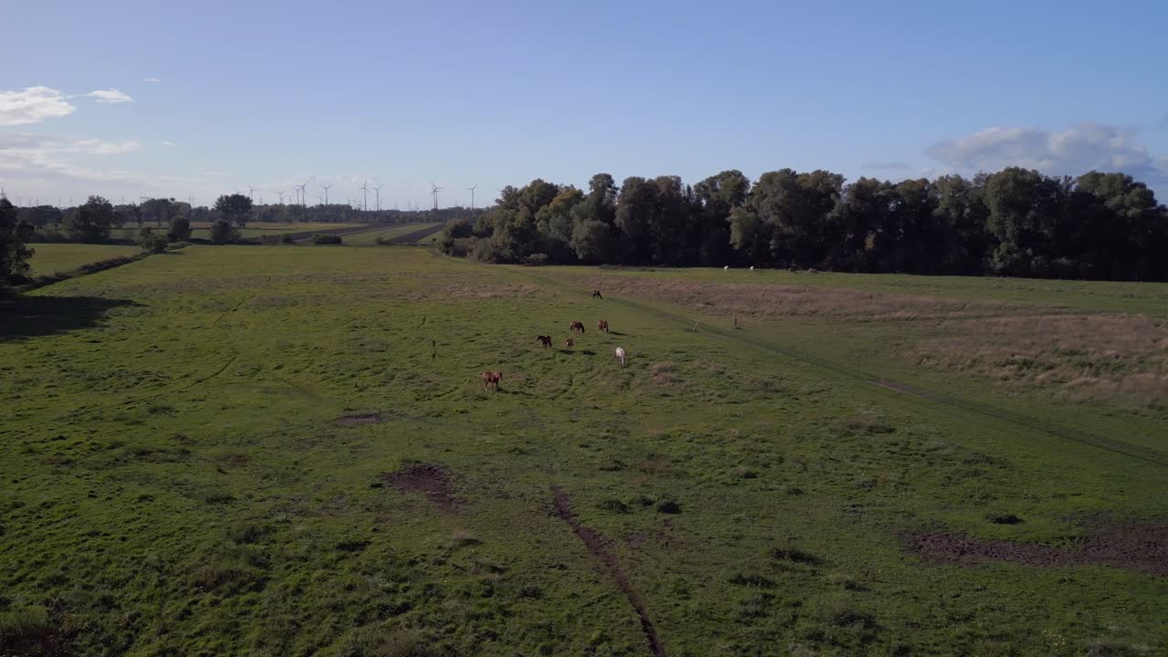 Mandria di cavalli al pascolo.