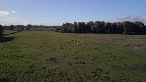 manada de caballos pastando en el pasto