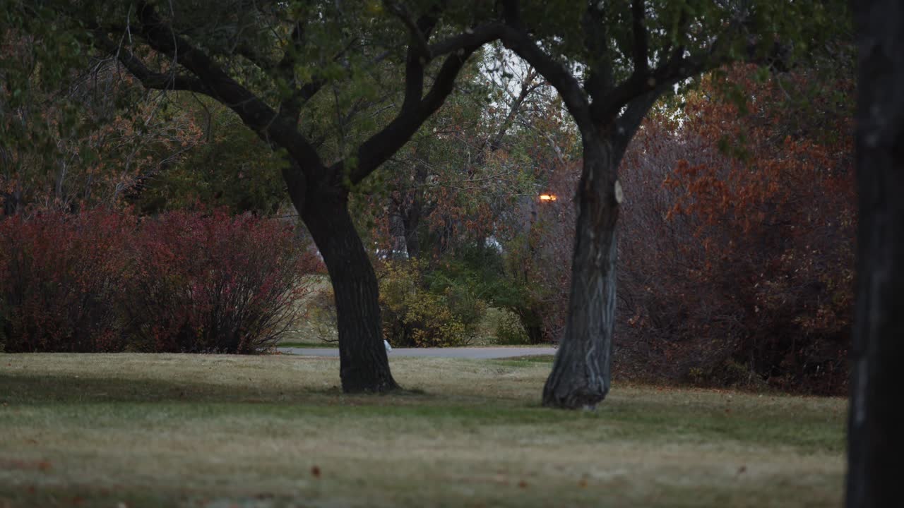 Male athlete running in the park in the distance with trees and grass in the foreground