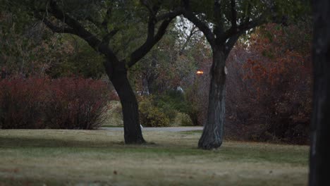 Male-athlete-running-in-the-park-in-the-distance-with-trees-and-grass-in-the-foreground