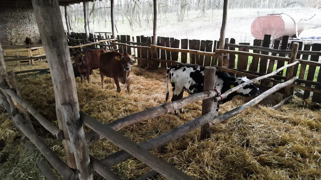 Giovani bovini in piedi in recinti di legno che riempiono una stalla, mentre mangiano fieno in una fattoria.