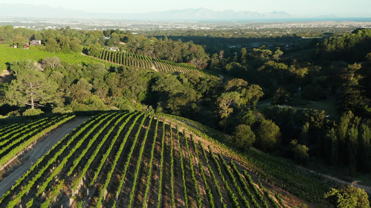Veduta aerea con drone di lussureggianti vigneti verdi sulle colline a Città del Capo, Sudafrica