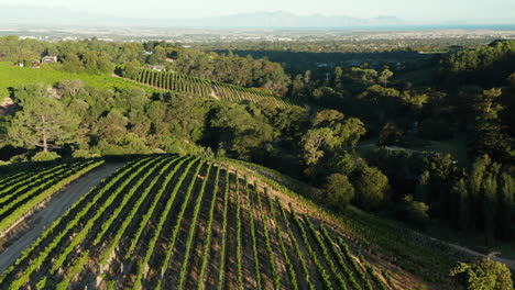 Vista-De-Drones-De-Exuberantes-Viñedos-Verdes-En-Las-Colinas-De-Ciudad-Del-Cabo,-Sudáfrica