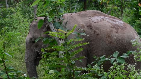 Die-Asiatischen-Elefanten-Sind-Vom-Aussterben-Bedroht-Und-Sie-Sind-Auch-In-Thailand-Beheimatet