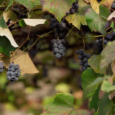 Grapes on vine branches. Fresh organic fruit hanging in a vineyard. Purple grapes berries and leaves background in sunny day.