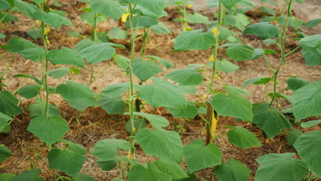 plantas de pepino que crecen en un campo
