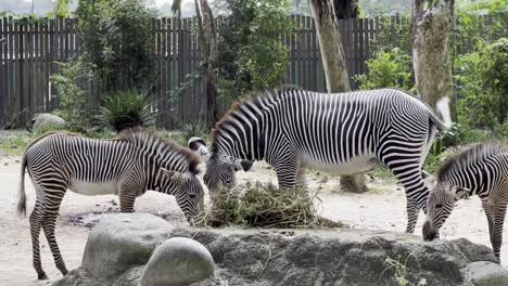 two herbivore grevy's zebra, equus grevyi feeding on hays and grass at an enclosed sanctuary at singapore safari zoo, mandai reserves, wildlife close up shot