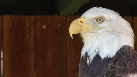 majestic head of adult bald eagle in profile, close-up portrait