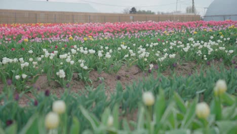 campo de tulipanes con flores en flor, deslizador de establecimiento