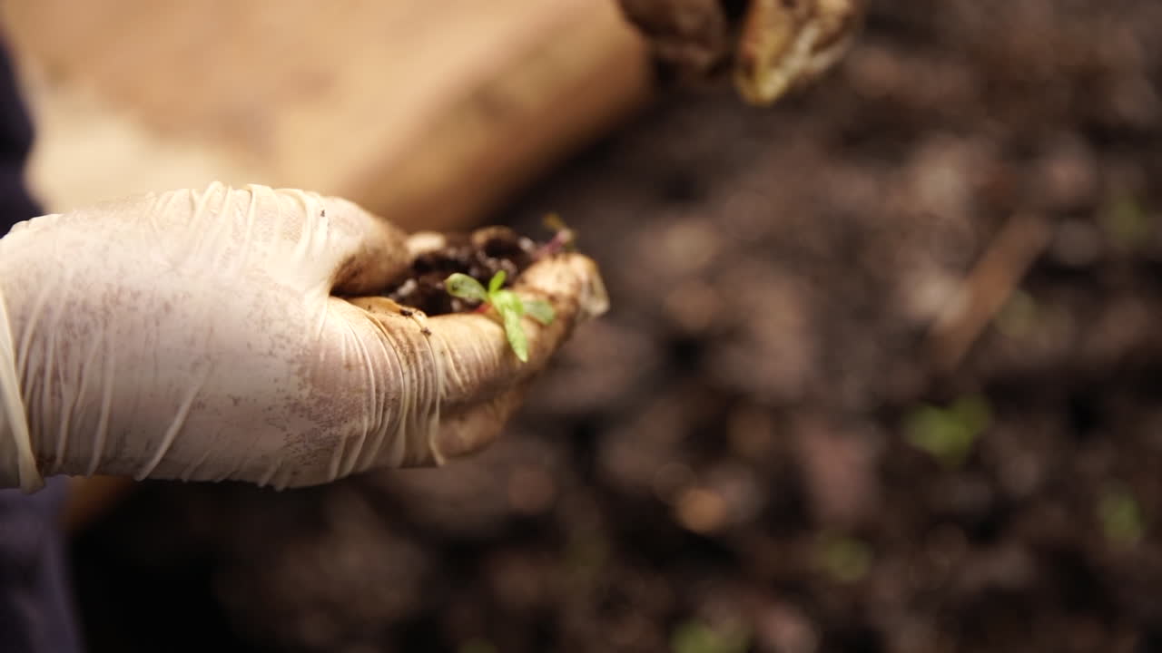 manos con guantes blancos plantando plántulas de yerba mate