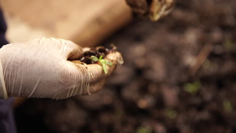 hands with white gloves planting yerba mate seedlings