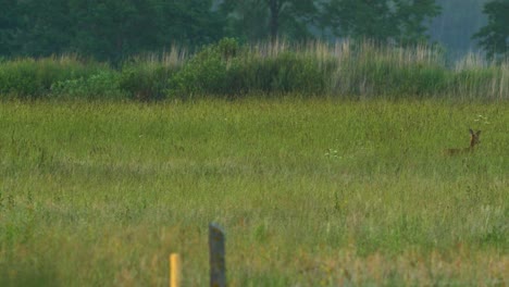 Wild-female-European-roe-deer-walks-in-long-green-grass-meadow-in-sunny-summer-evening,-medium-shot-from-a-distance