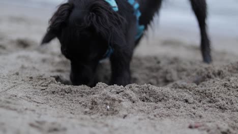 Various-slow-motion-and-regular-speed-shots-of-a-small,-black,-mixed-breed-dog-wearing-a-light-blue-harness-and-playing-on-a-sandy-beach-on-a-nice-winter-day-in-Vancouver,-British-Columbia,-Canada