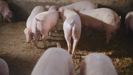 pigs in a farm pen