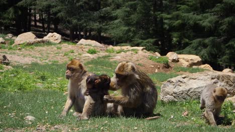 imágenes en 4k de una familia de macacos de berbería, macaca sylvanus