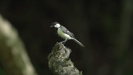 japanese tit - oriental tit passerine bird looking around while perching on tree branch