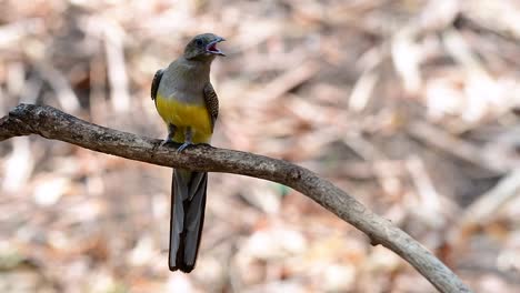 Der-Orangebrust-trogon-Ist-Ein-Zutraulicher-Mittelgroßer-Vogel,-Der-In-Thailand-Vorkommt