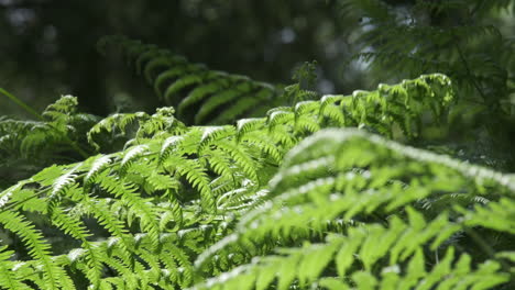 common ferns growing in an english woodland and blowing in the summer breeze