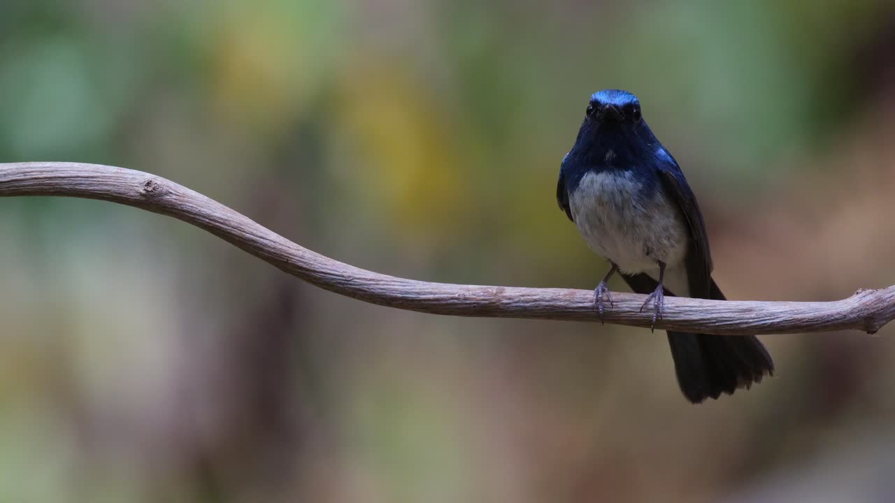 Mirando a la derecha, luego gorjea y se equilibra moviendo la cola, Papamoscas Azul de Hainan Cyornis hainanus, Tailandia.