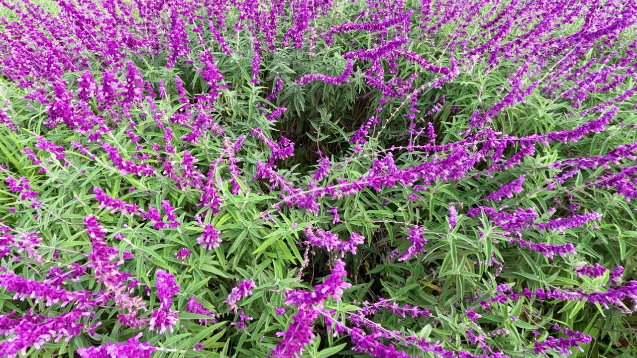 보라색 셀지 꽃