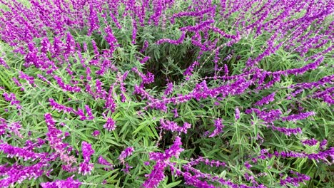 purple sage flowers