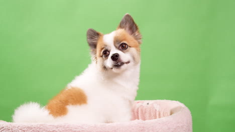 Close-up-video-of-a-little,-amusing,-and-energetic-tiny-fawn-and-white-colored-dog,-puppy,-sitting-on-a-pink-cotton-rug-against-a-green-background