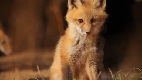 Close-up-of-an-American-Red-Fox-cub-preening-itself-before-turning-to-look-towards-the-camera