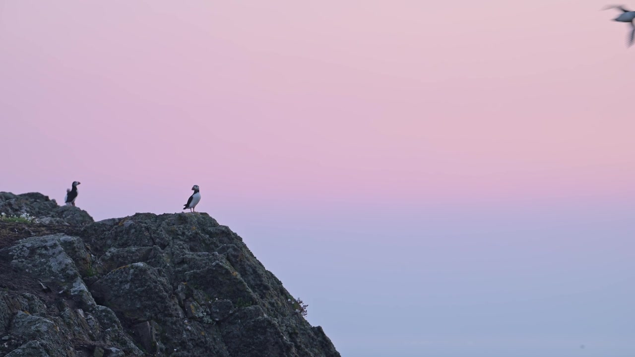 Pulcinella di mare in volo sulla costa al tramonto viola, pulcinella di mare atlantici in volo e appollaiati, appollaiati sulle rocce della costa con un bellissimo cielo al tramonto viola, uccelli marini del Regno Unito e uccelli sull'isola di Skomer in Galles