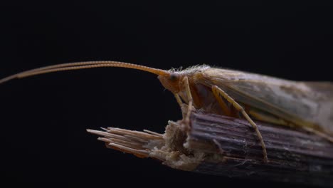 static view of a caddisfly sitting on a wooden stick