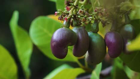 Macro shot of purple colored cashew fruit growing in southern provinces of Vietnam during sunny day