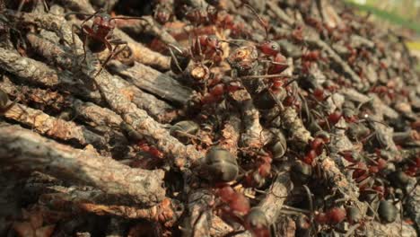 Wilder-Ameisenhaufen-Im-Wald,-Super-Makro-Nahaufnahme