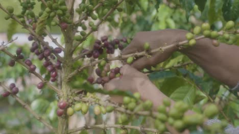 Farmer-collecting-the-berries-of-a-coffee-plant-in-Huila,-Colombi